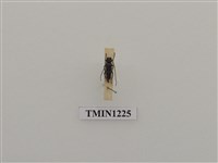 藏品(梭德氏黃紋天牛)的圖片